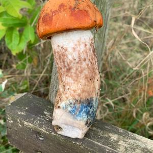 Orange Birch Bolete