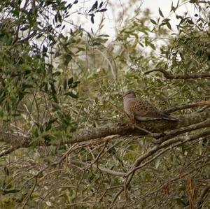 European Turtle-dove