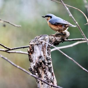 Wood Nuthatch