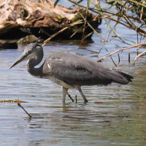 Grey Heron