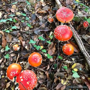 Fly Agaric