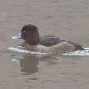 Greater Scaup