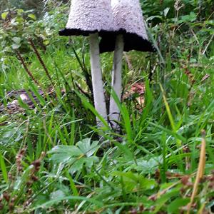 Shaggy Mane