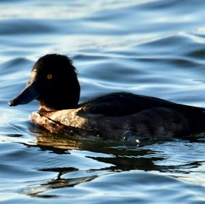 Tufted Duck