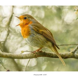 European Robin