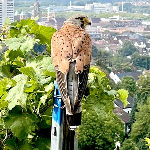 Common Kestrel