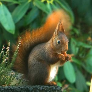 Eurasian Red Squirrel