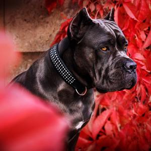 Cane Corso Italiano