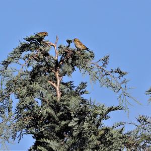 European Greenfinch