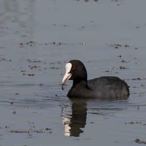 Common Coot