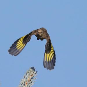 European Goldfinch