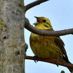 Yellowhammer