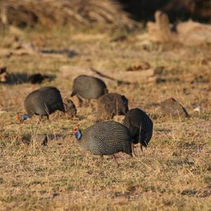 Helmeted Guineafowl