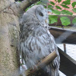 Great Grey Owl