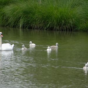 Mute Swan