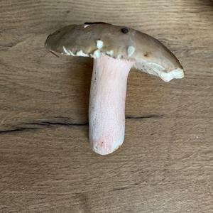 Unknown Species