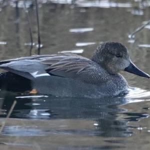 Gadwall