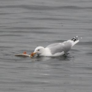 Herring Gull