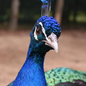 Indian Peafowl