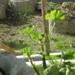 Eurasian Bullfinch