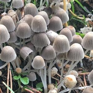 Non-inky Coprinus