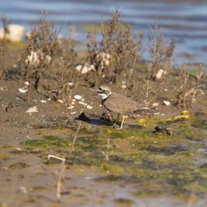 Little Ringed Plover