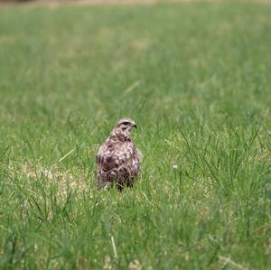 Common Buzzard