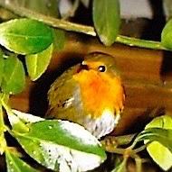 European Robin