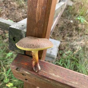 Yellow-cracked Bolete