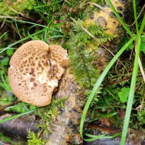 Dryad`s Saddle