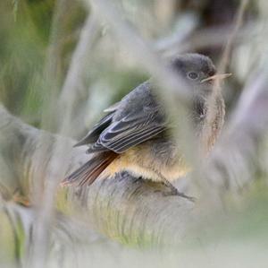 Black Redstart