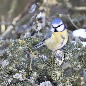 Blue Tit