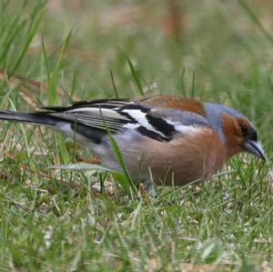 Eurasian Chaffinch