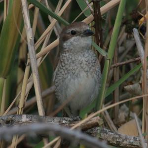 Red-backed Shrike