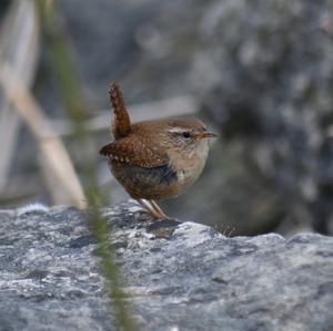 Winter Wren