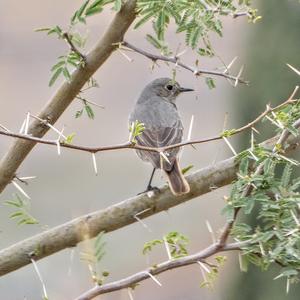 Black Redstart