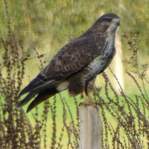 Common Buzzard