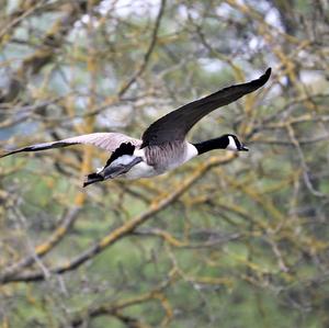 Canada Goose