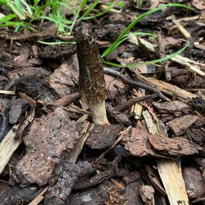 Black Morel