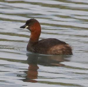 Little Grebe