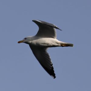 Herring Gull