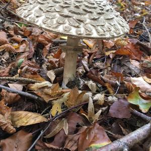 Shaggy Parasol