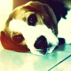 Beagle