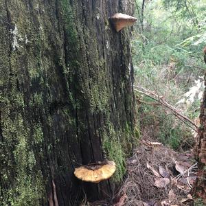 Tinder Polypore