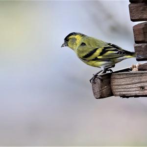 Eurasian Siskin