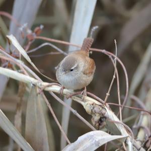 Winter Wren