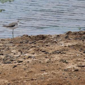 Common Greenshank