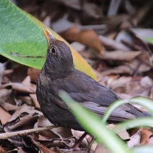 Eurasian Blackbird