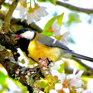 Great Tit