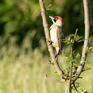 Eurasian Green Woodpecker